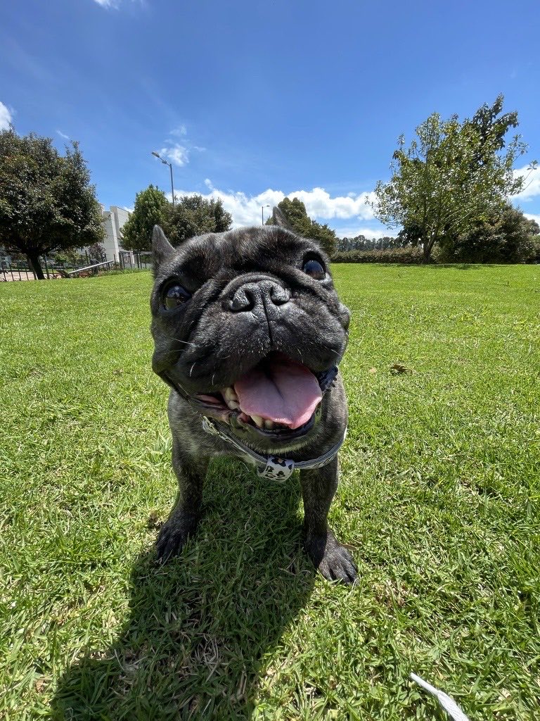 Perro disfrutando de un paseo al aire libre
